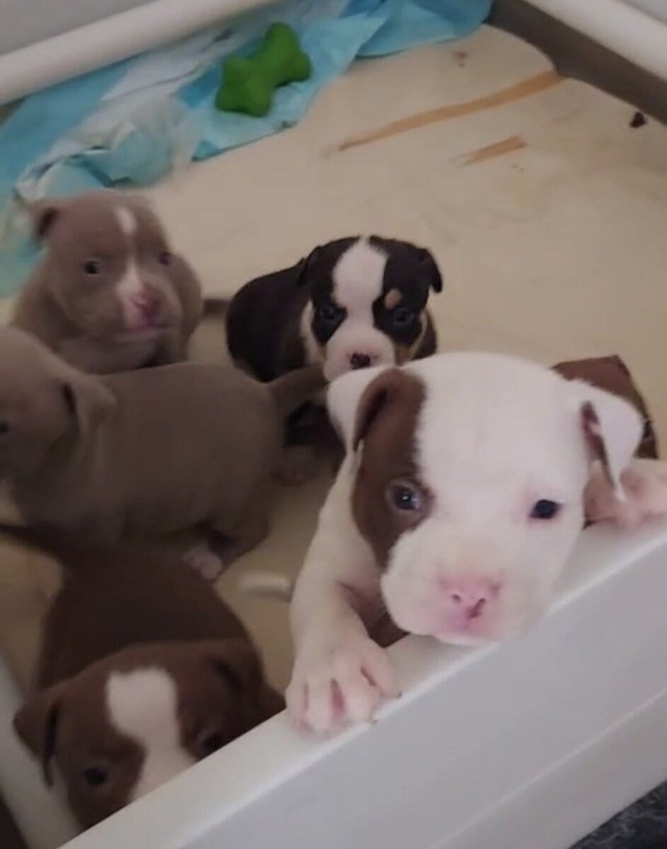 Abkc American bully puppies image 1