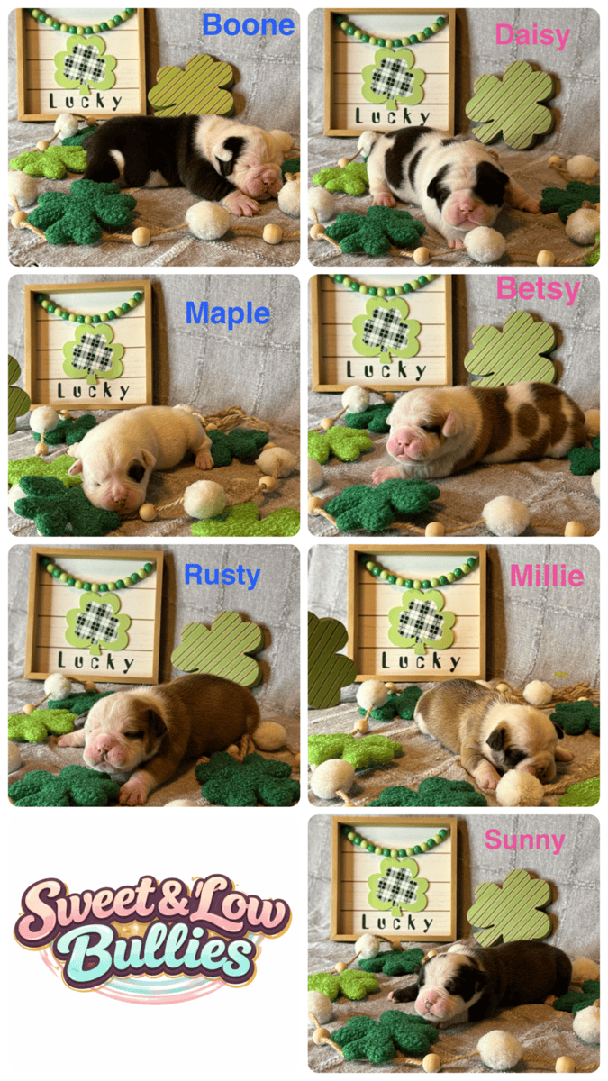 Olde English Bulldogge image 1