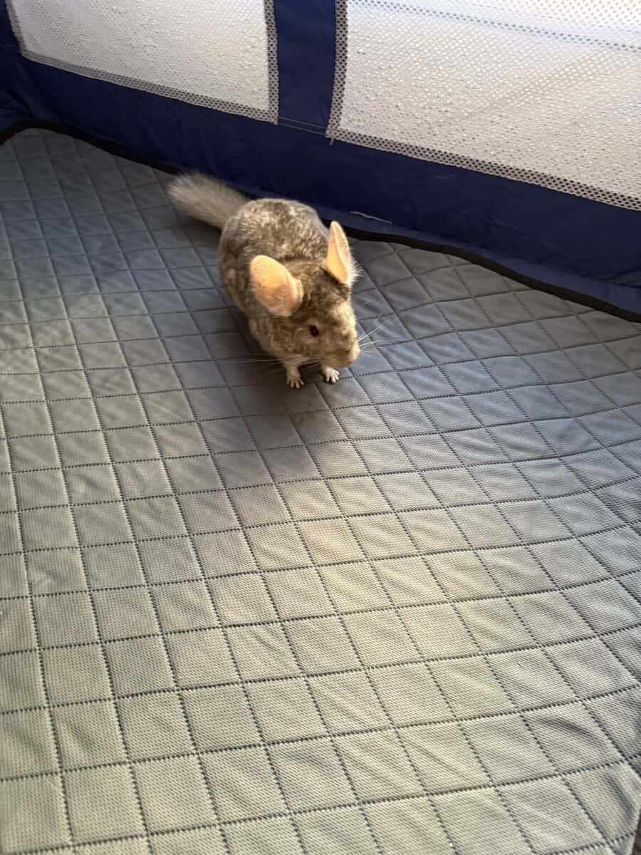 Female chinchilla w/ Full Set up image 6