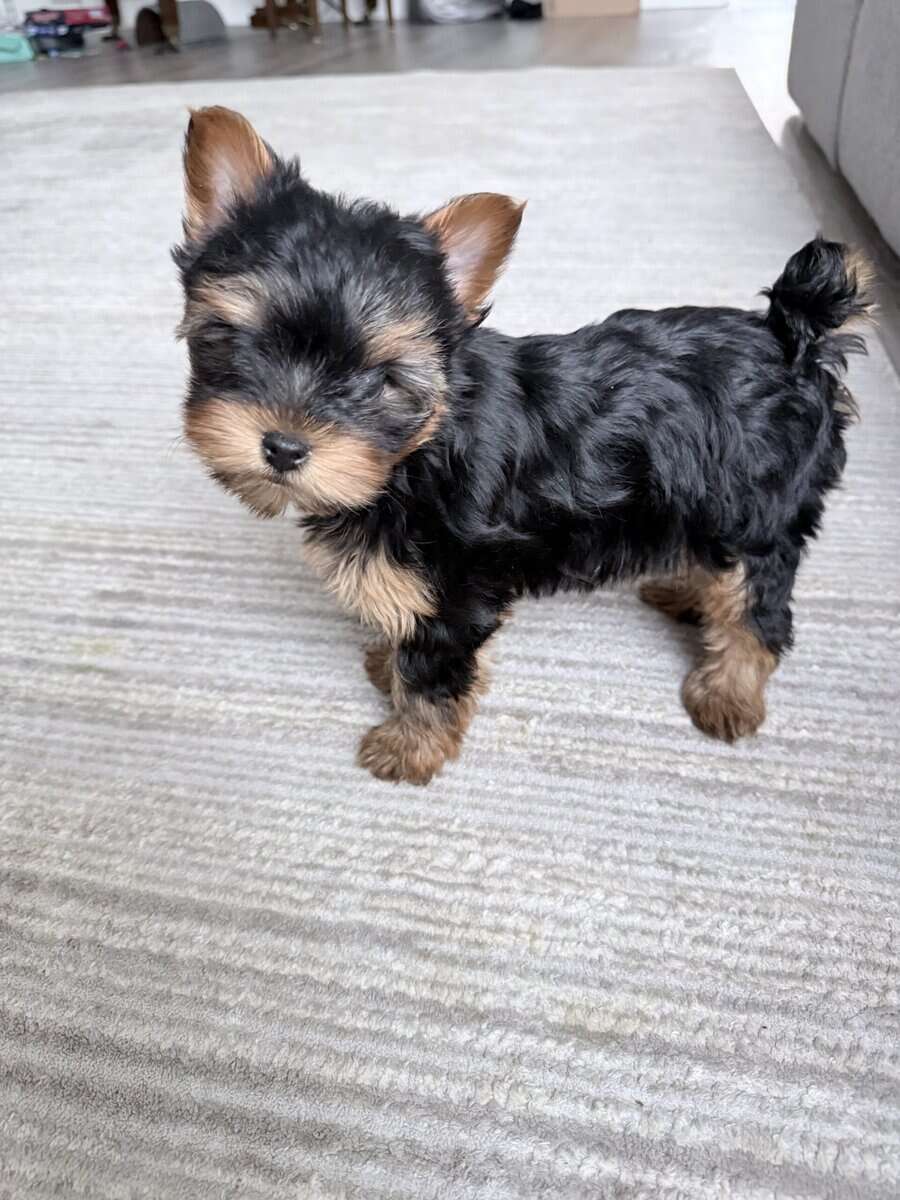 Yorkshire terrier male puppy image 2