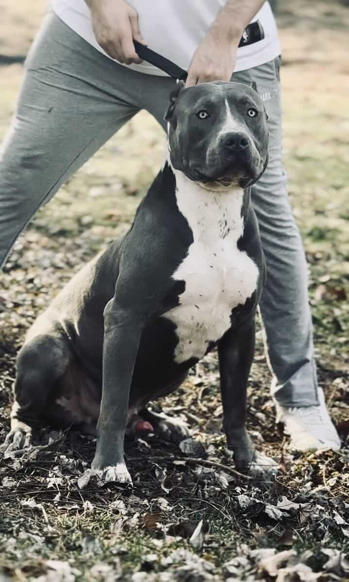4 XL American Bully Males image 7