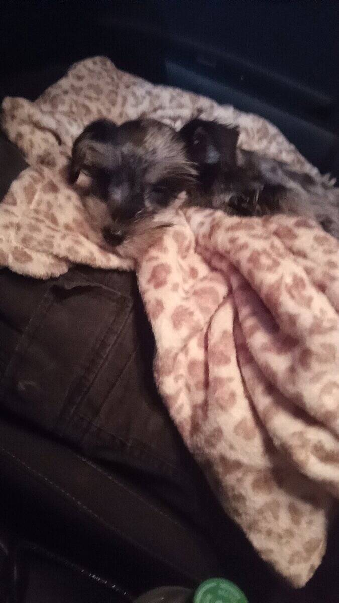 Blue merle miniature schnauzer puppy image 4