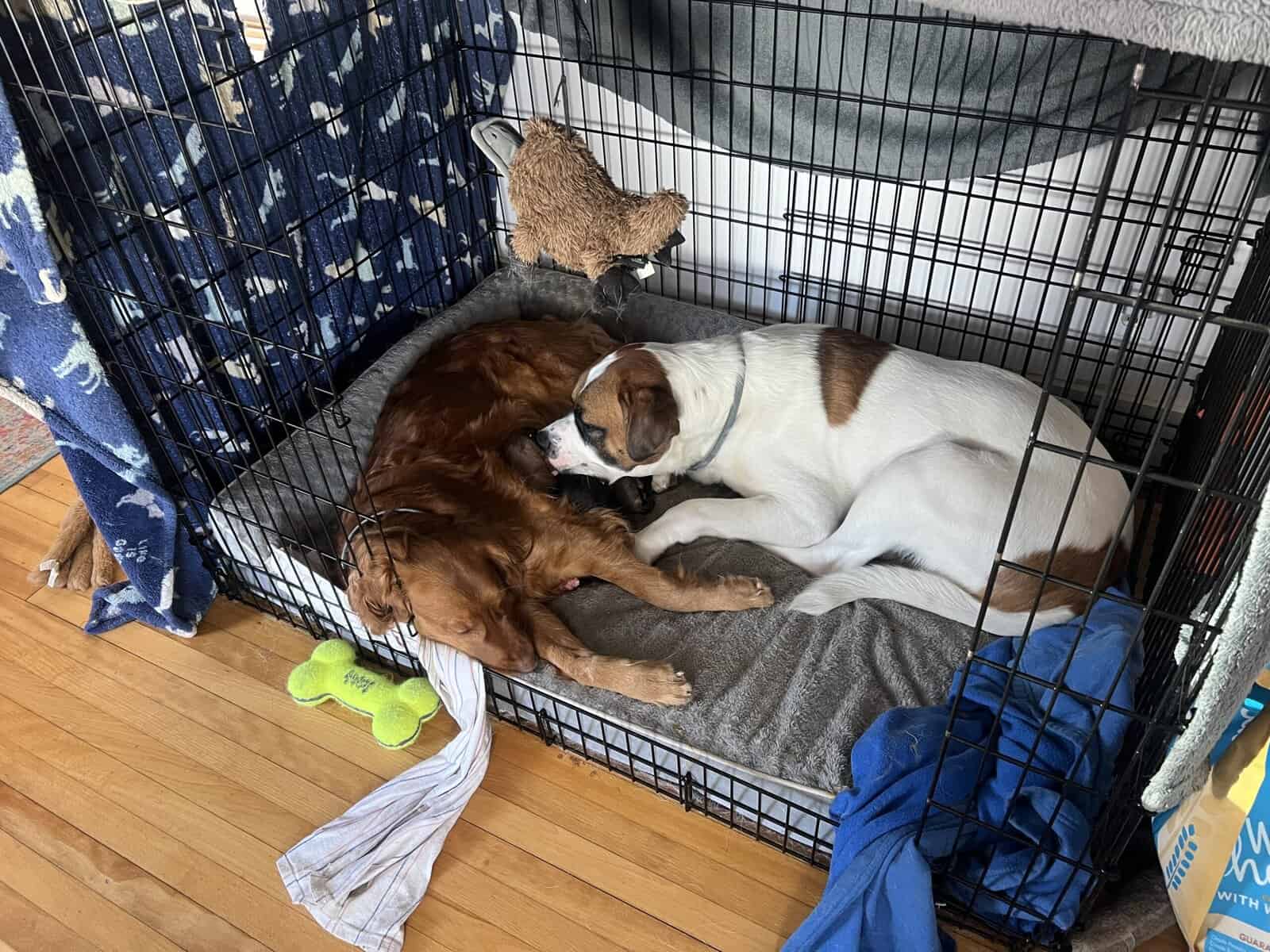 Puppies looking for loving home image 1