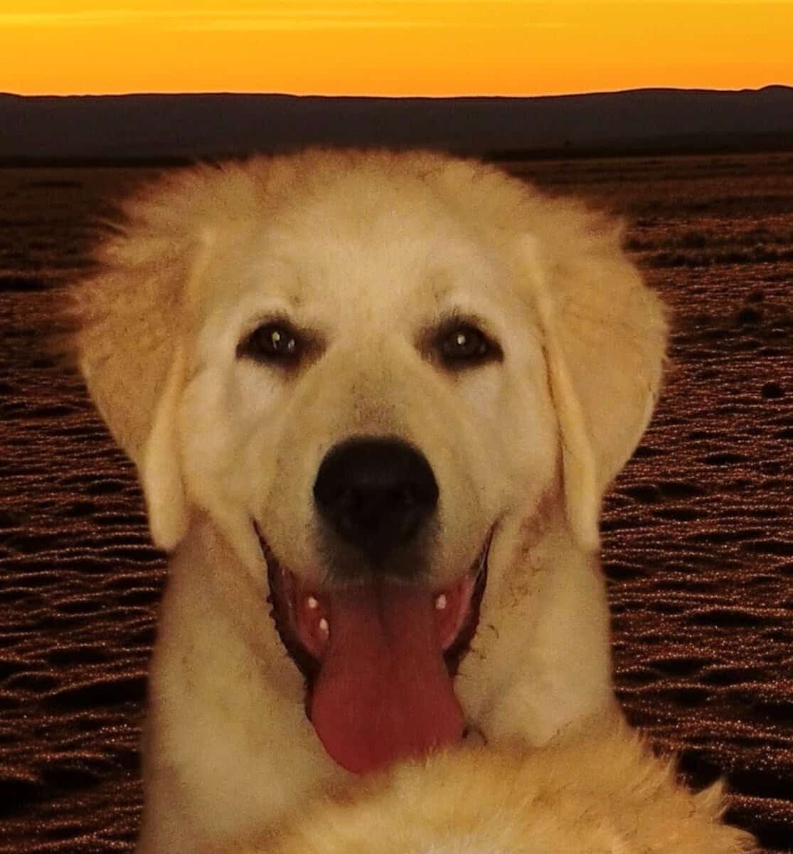 1yr old Great Pyrenees male pup image 4