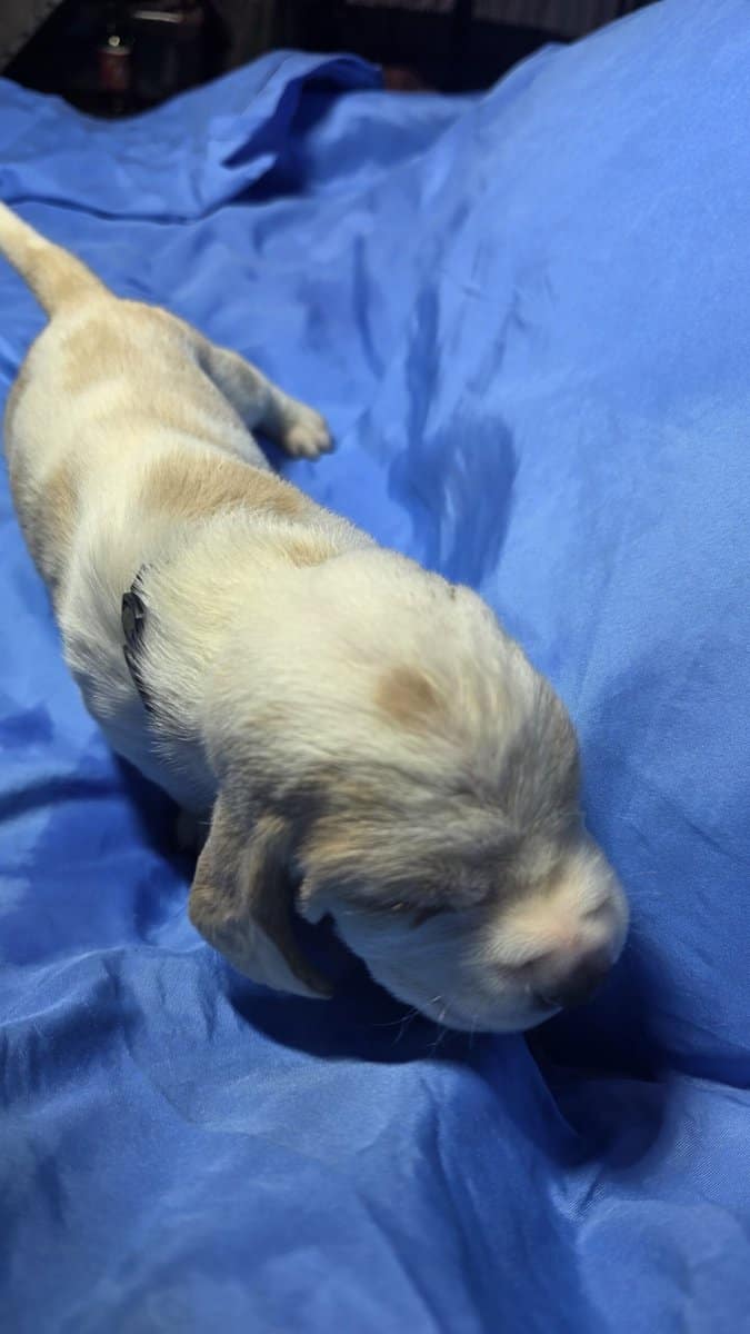 Scott- male baby basset hound image 9