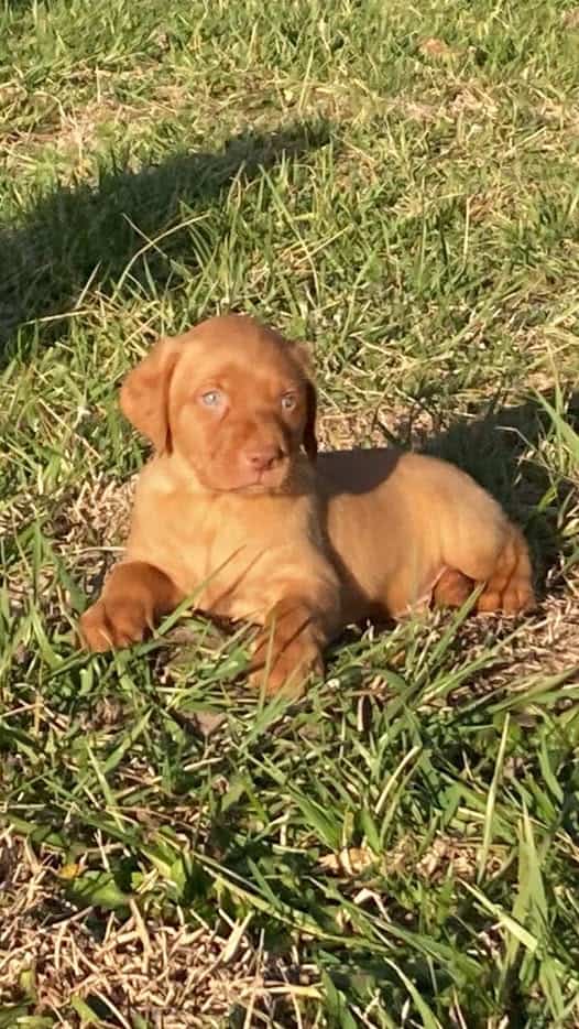 AKC Labradors image 1