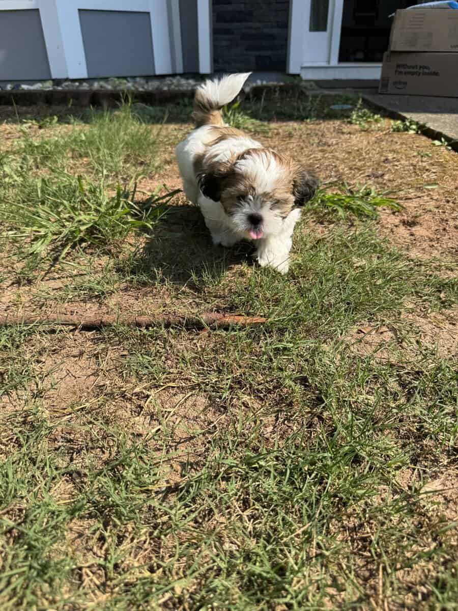 Adorable Shih Tzu Puppy image 3