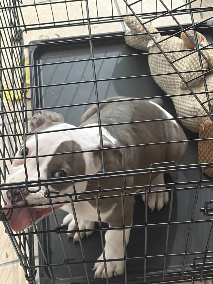 Free Puppy image 1