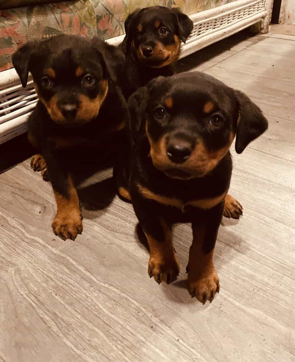 German Rottweiler image 1