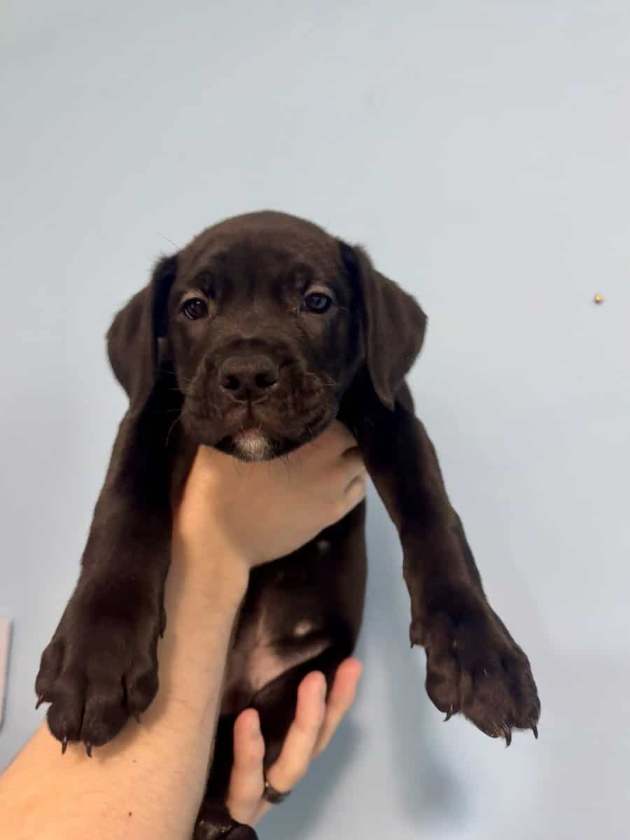 Golden retriever / Boxer 10 week old puppies image 4