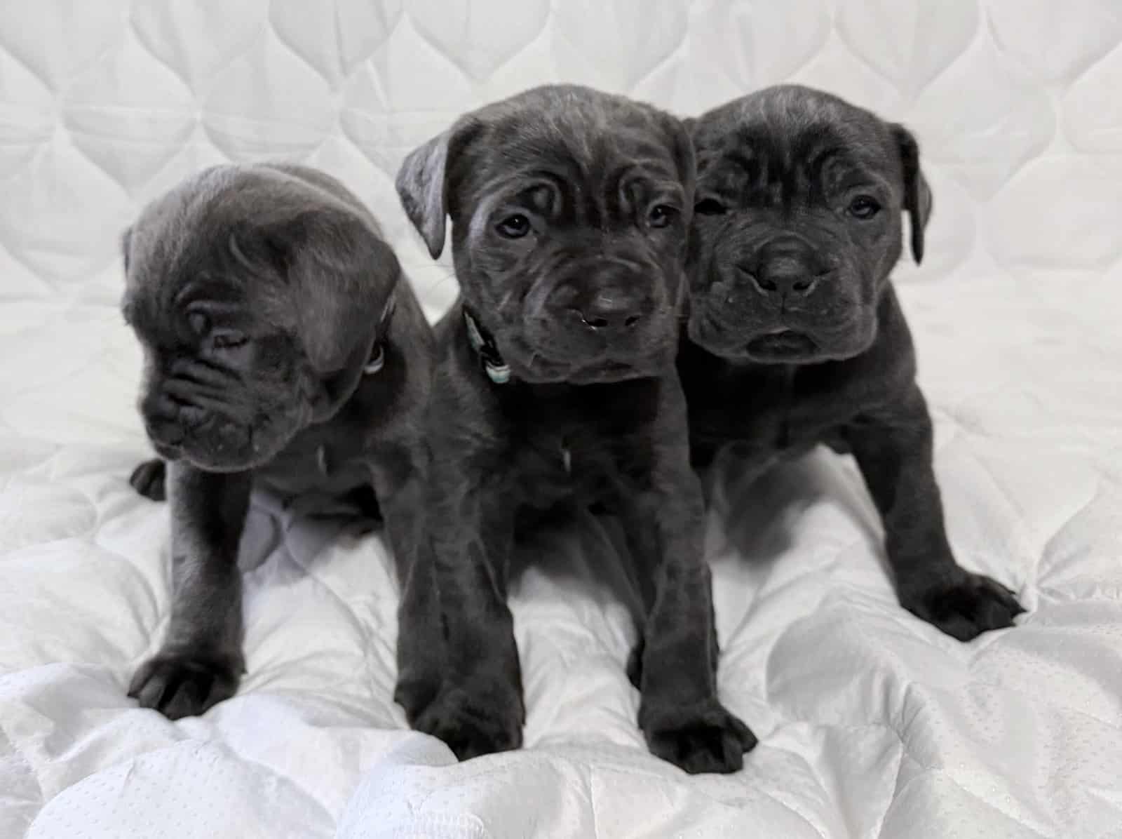 Cane corso female puppies image 1