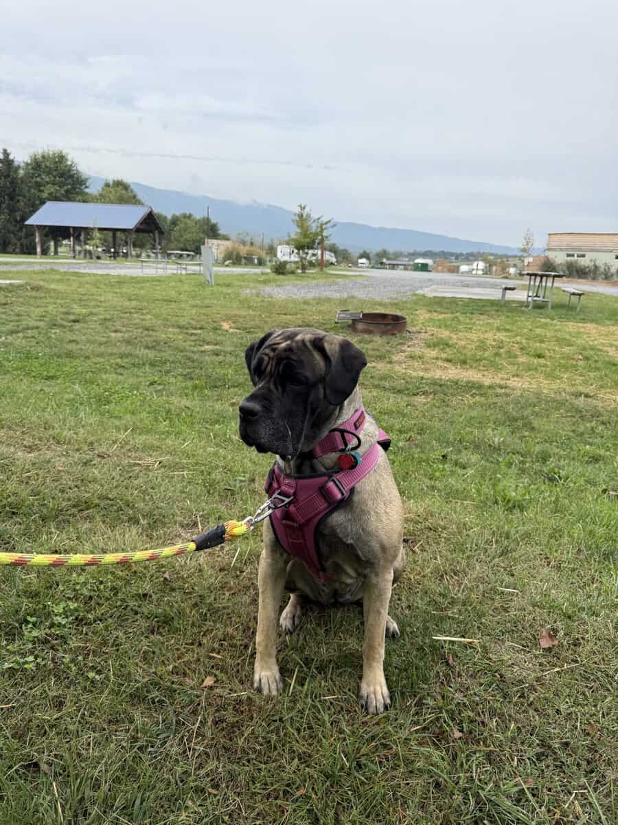 Bella image 3
