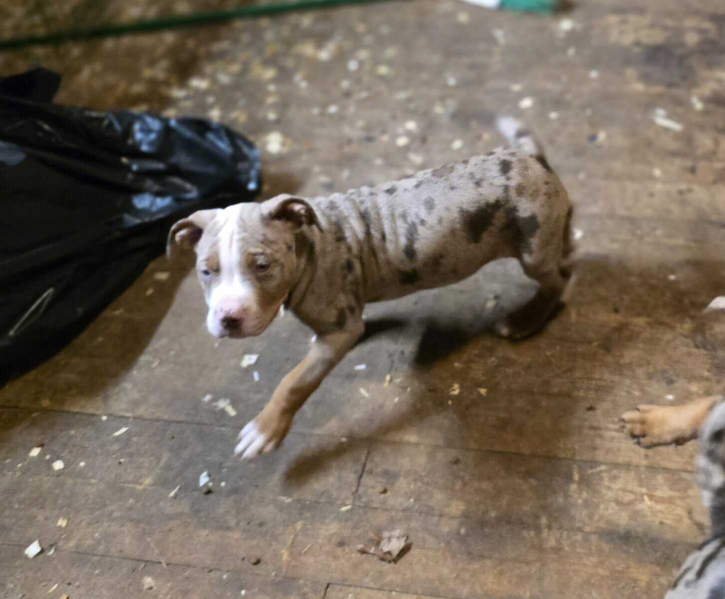XL AMERICAN BULLY CHOCOLATE MERLE TRI image 3