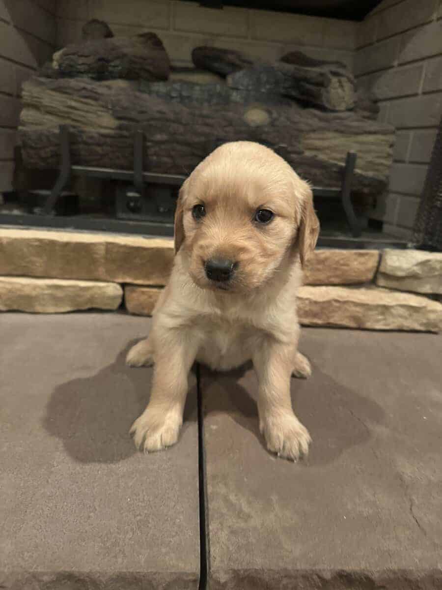 AKC Golden Retriever image 3