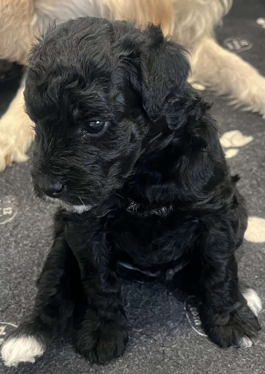 LABRADOODLE PUPPIES image 5
