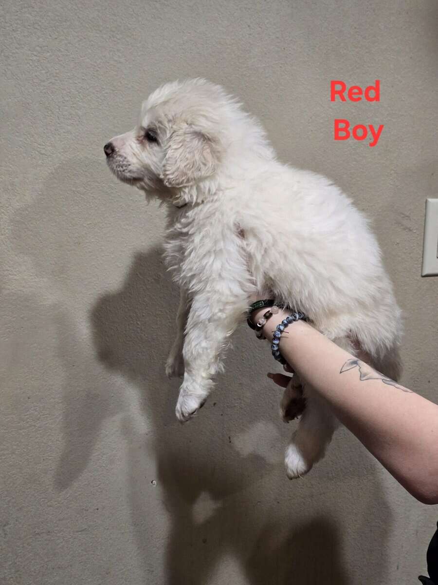 Great pyrenees puppies ready 3/23/26 image 10