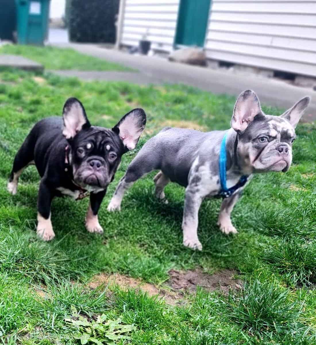 French bulldog puppies 6 Months old- Fureverr bud! image 1