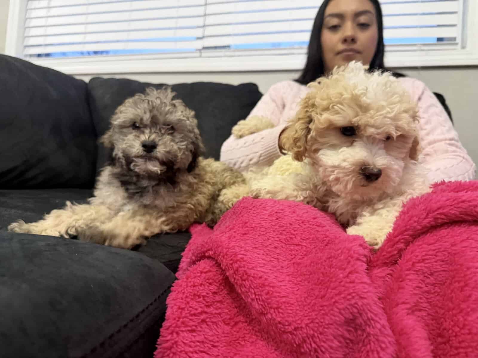 Mini Goldendoodle (15lbs Maximum) image 1