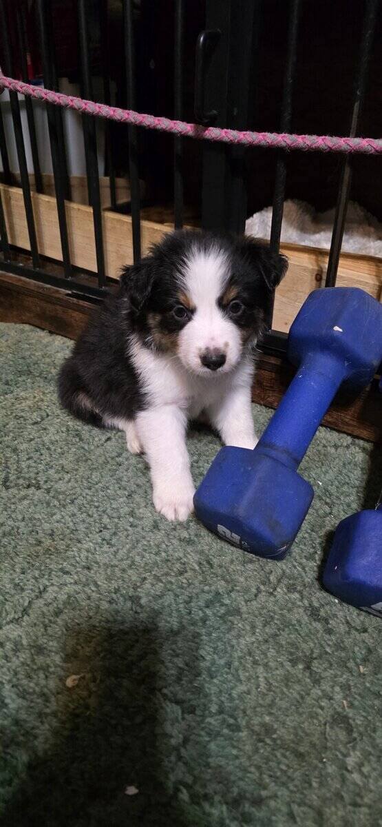 Mini Aussies image 3