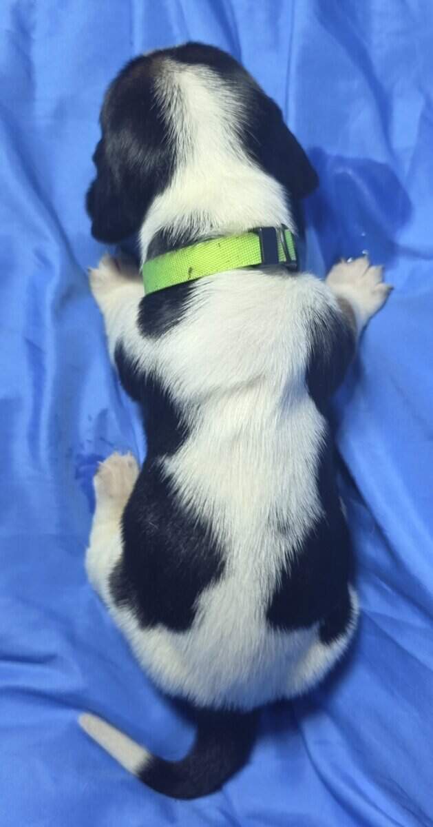 Cora- female basset hound puppy image 4