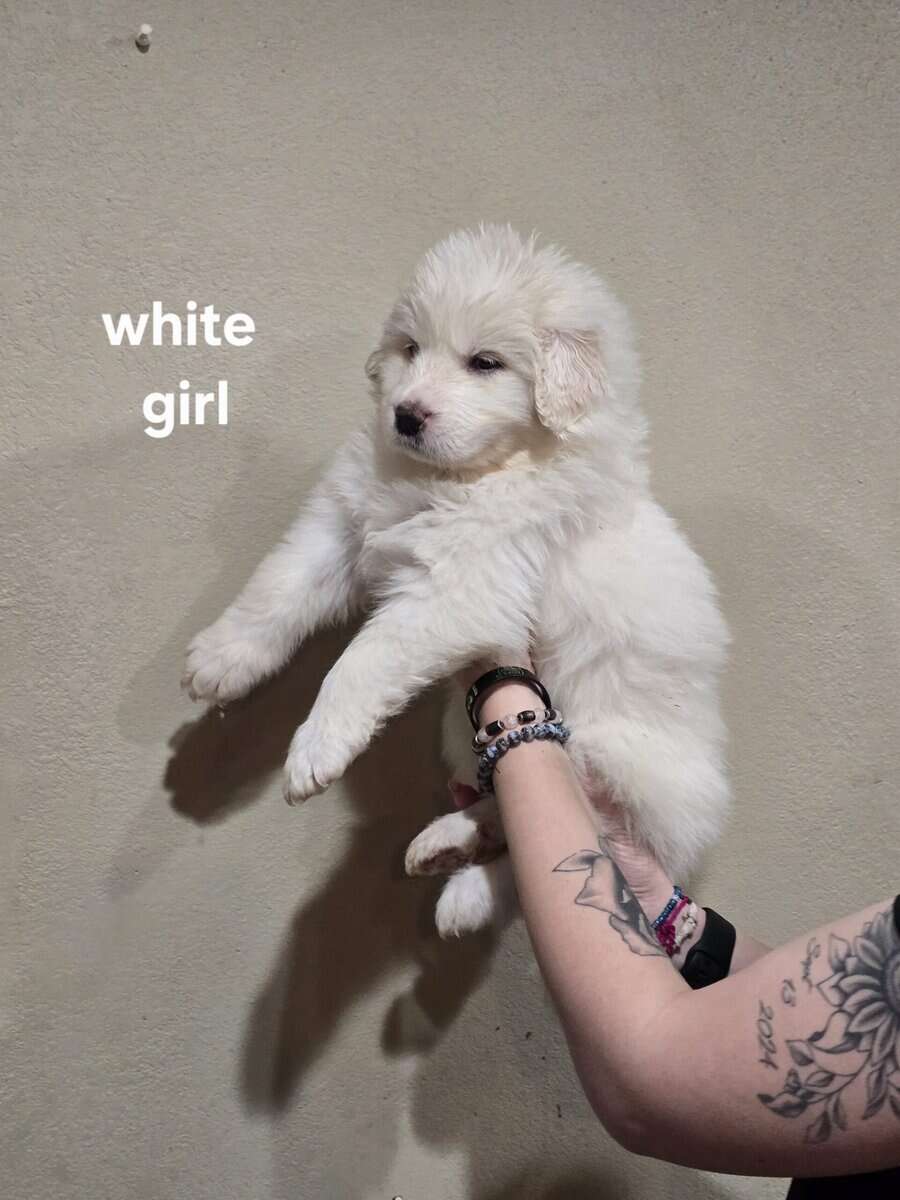Great pyrenees puppies ready 3/23/26 image 14
