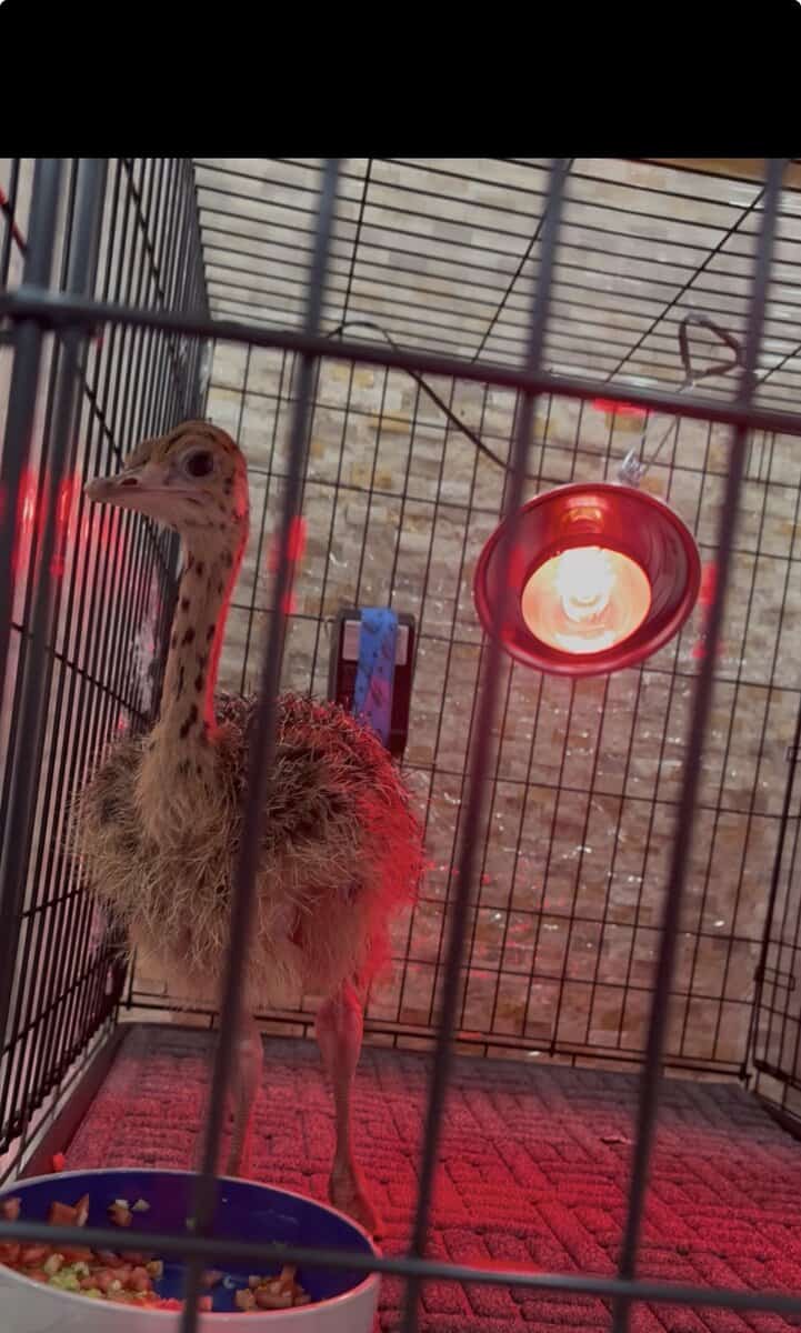 Baby Ostriches image 1
