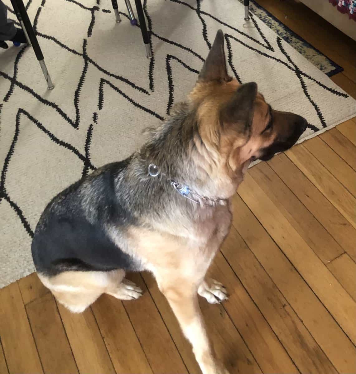 Rehoming Female German Shepherd image 5