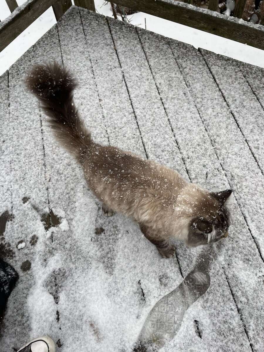 Rehoming Male Cat image 4