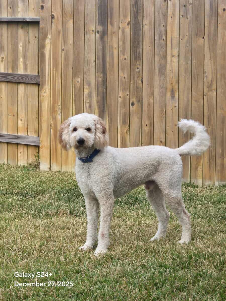 Goldendoodle for Sale image 2