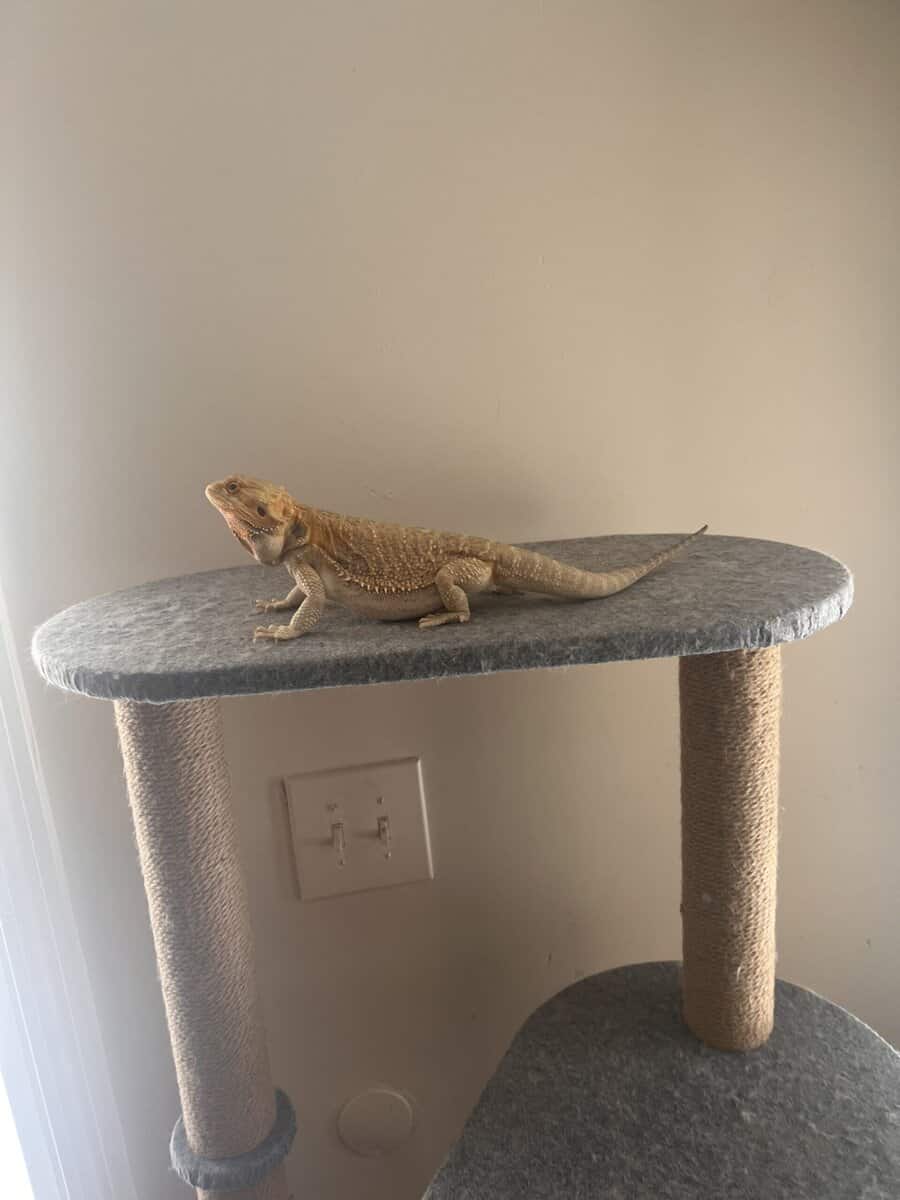 Blue citrus bearded dragon image 3