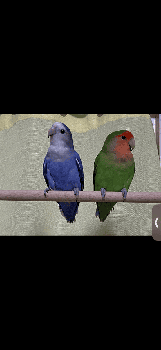 Love birds image 1
