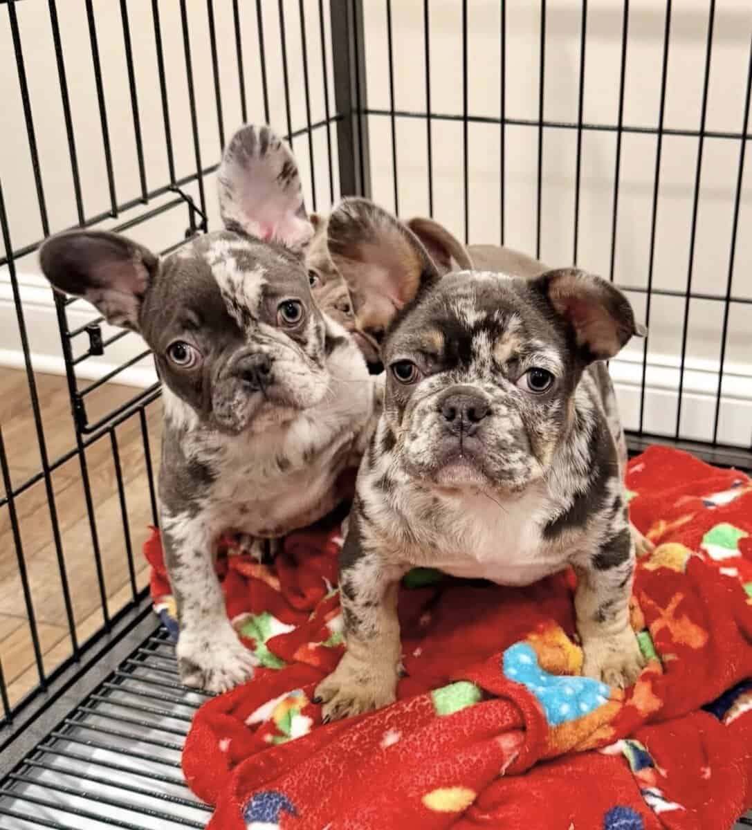 Healthy French Puppies Ready Now image 3