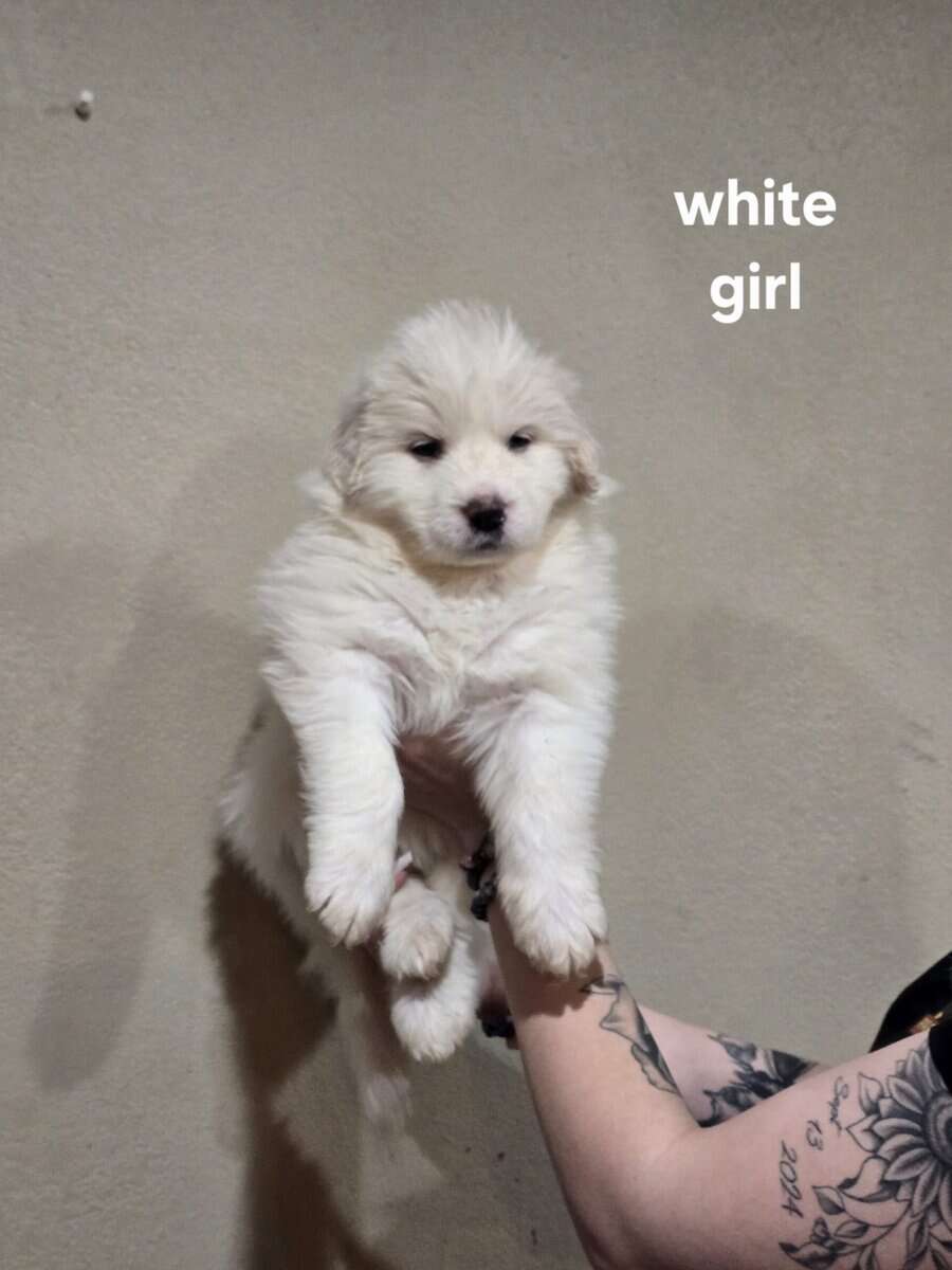 Great pyrenees puppies ready 3/23/26 image 13