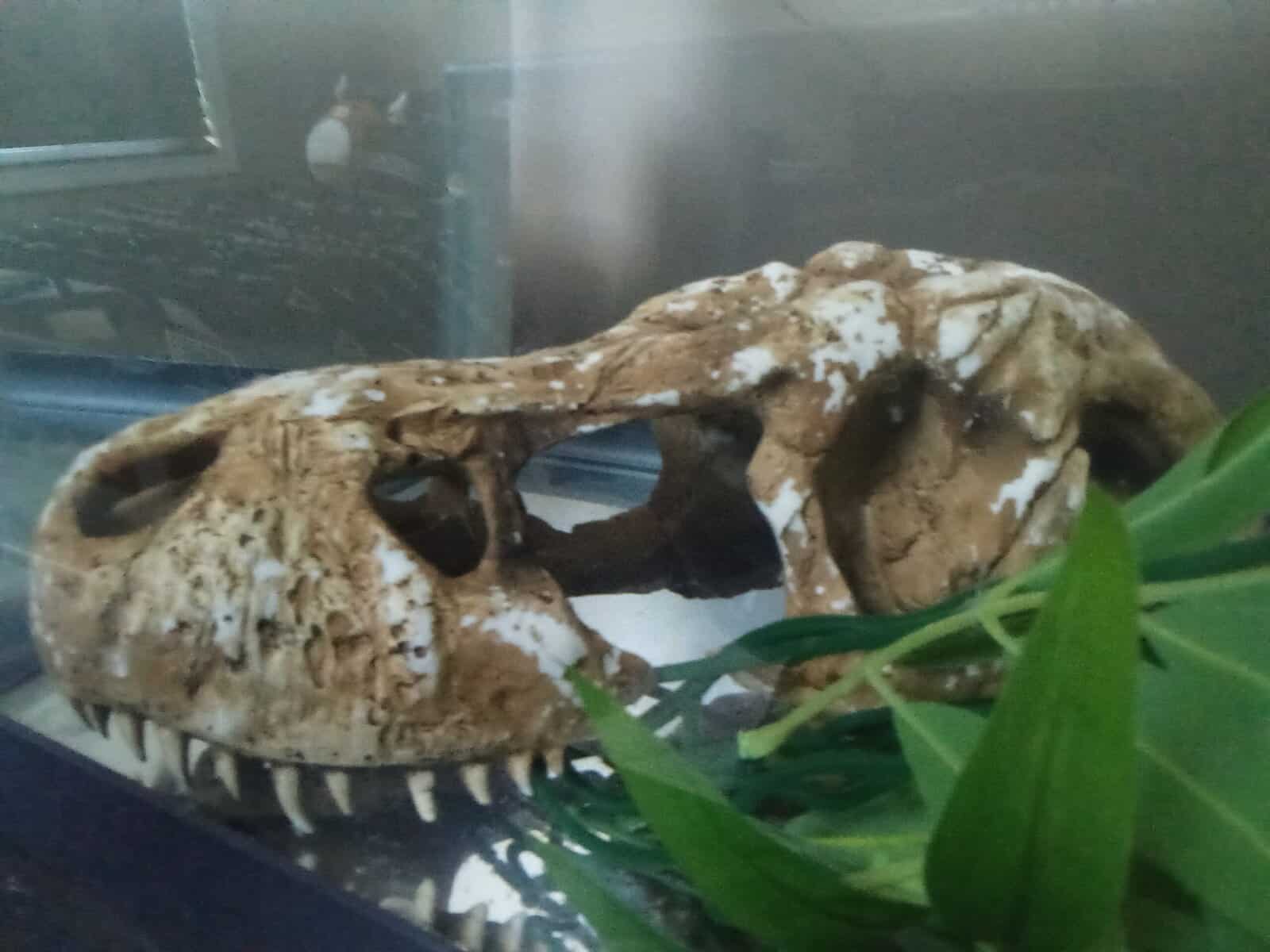 Axolotl image 6