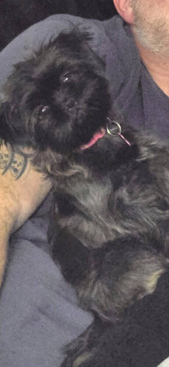 Shih Tzu image 2