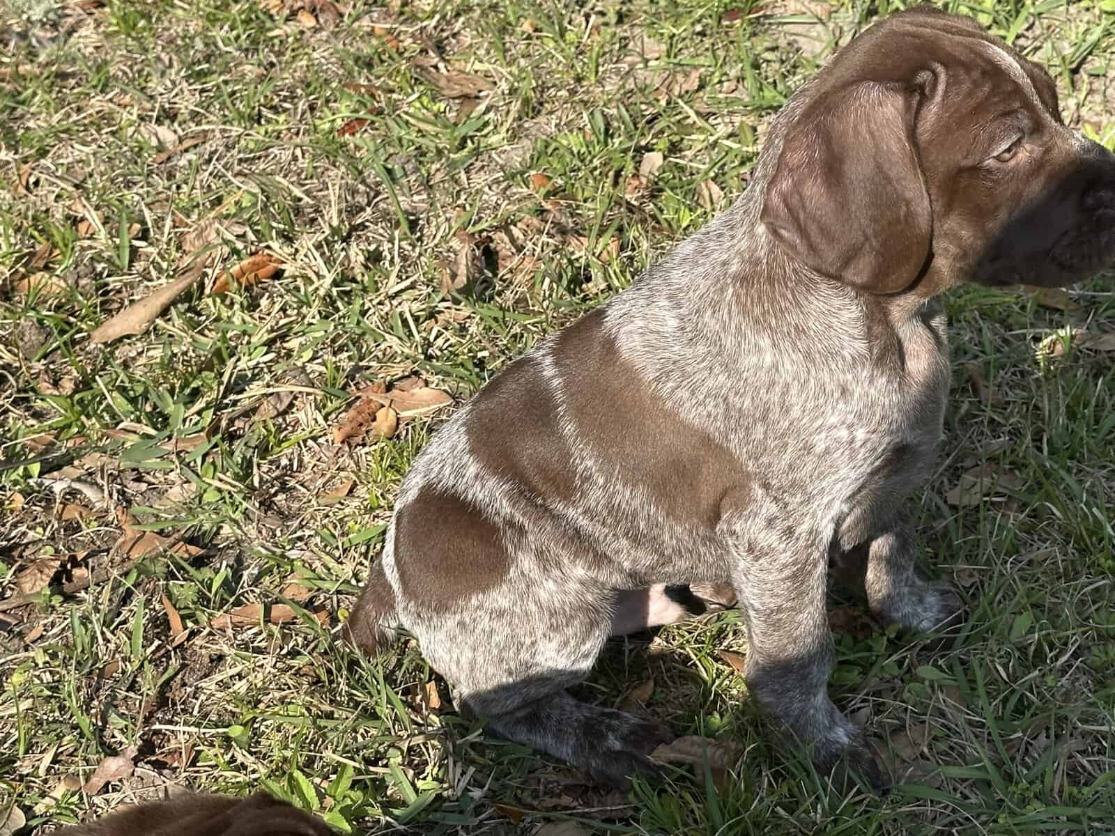AKC GSP Little Boy image 5