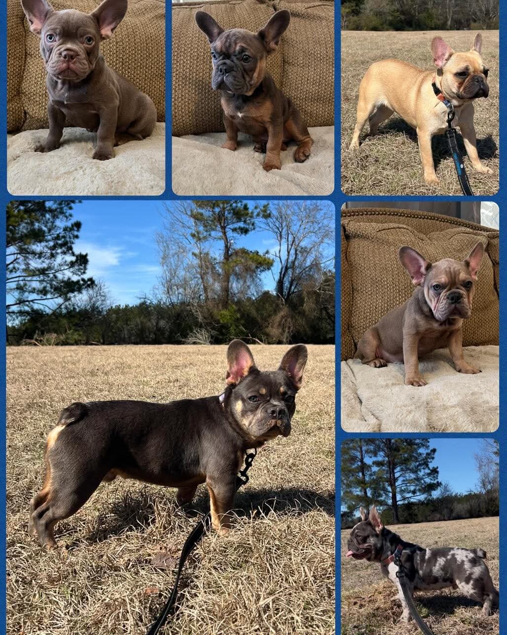 French Bulldog- Female image 2