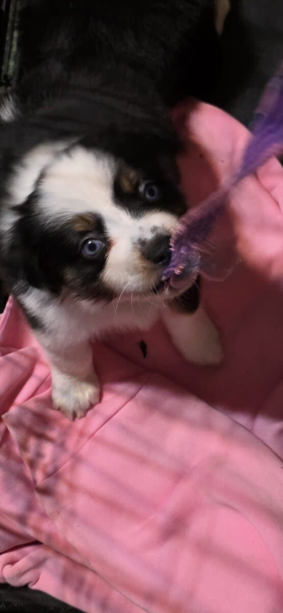 Mini Aussies image 2