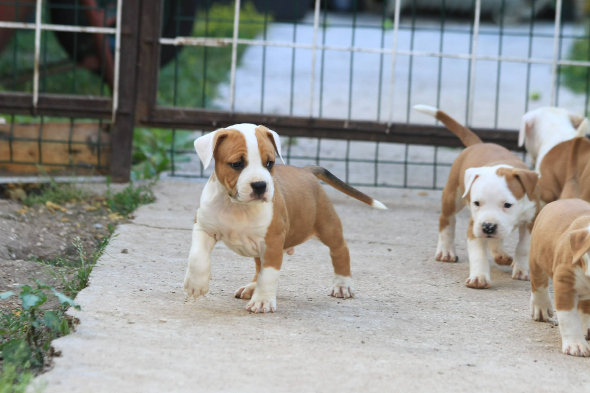 American Staffordshire Terrier puppies image 3