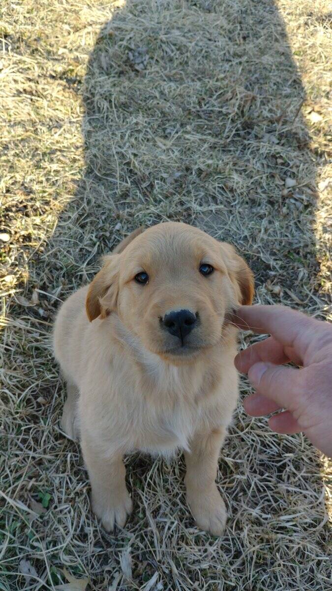 Golden Retriever pup for sale image 4