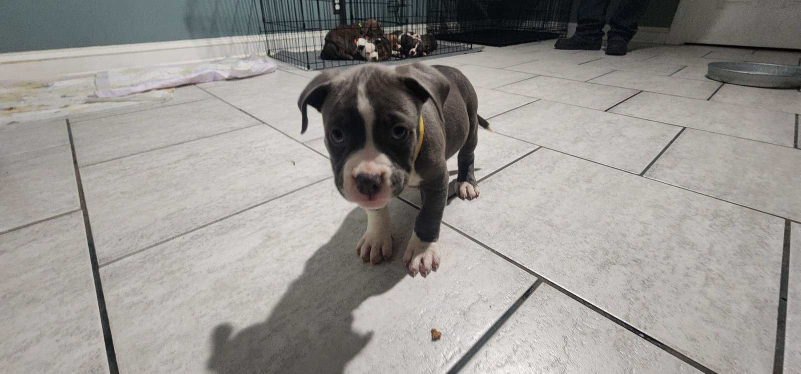 UKC Registered American Bully Puppies image 8