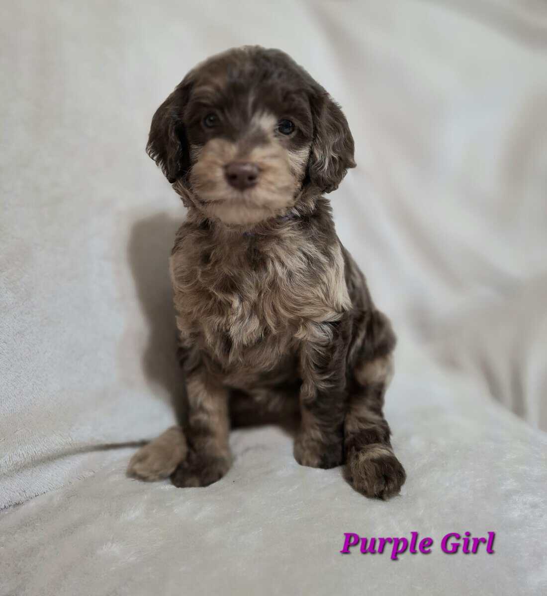 F1b Sheepadoodle puppies image 2