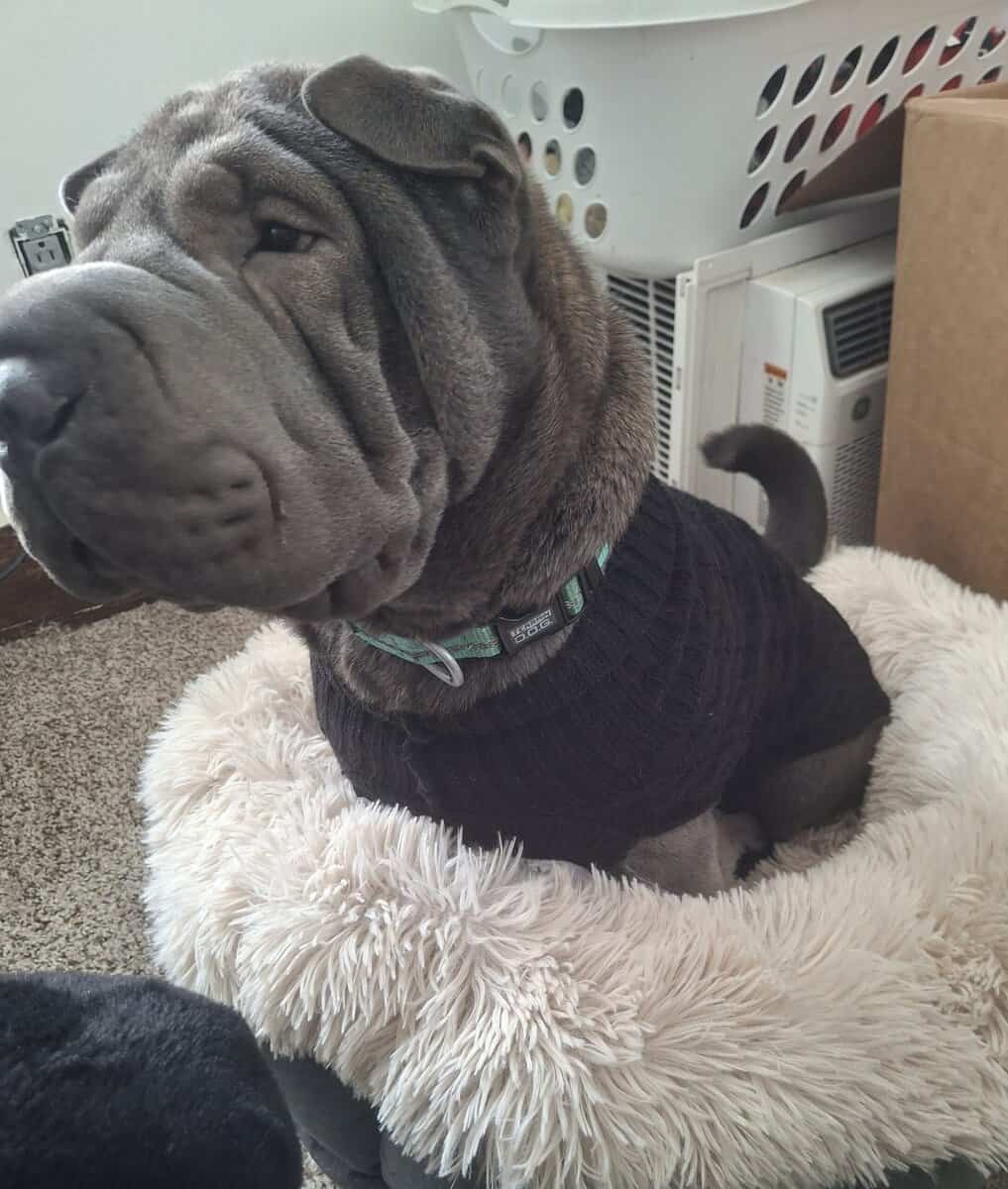 Shar Pei Rehoming image 2