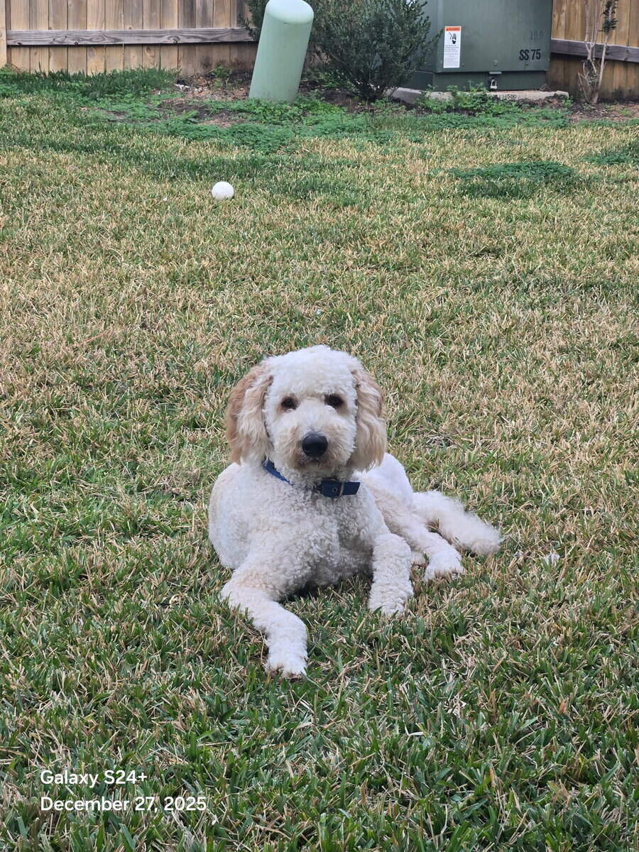Goldendoodle for Sale image 4