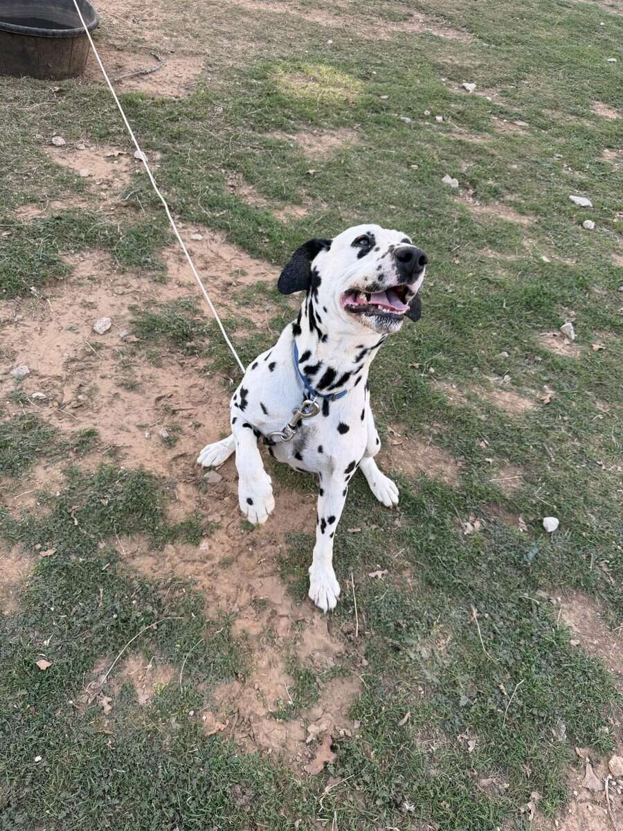 Dalmatian image 5