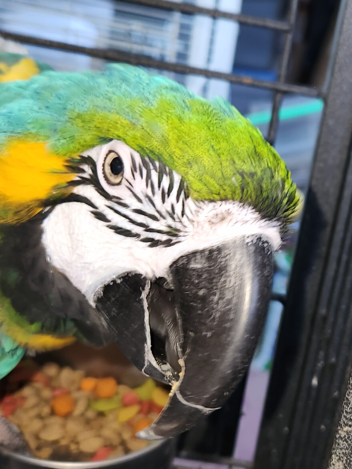 Blue & Gold Macaw image 1