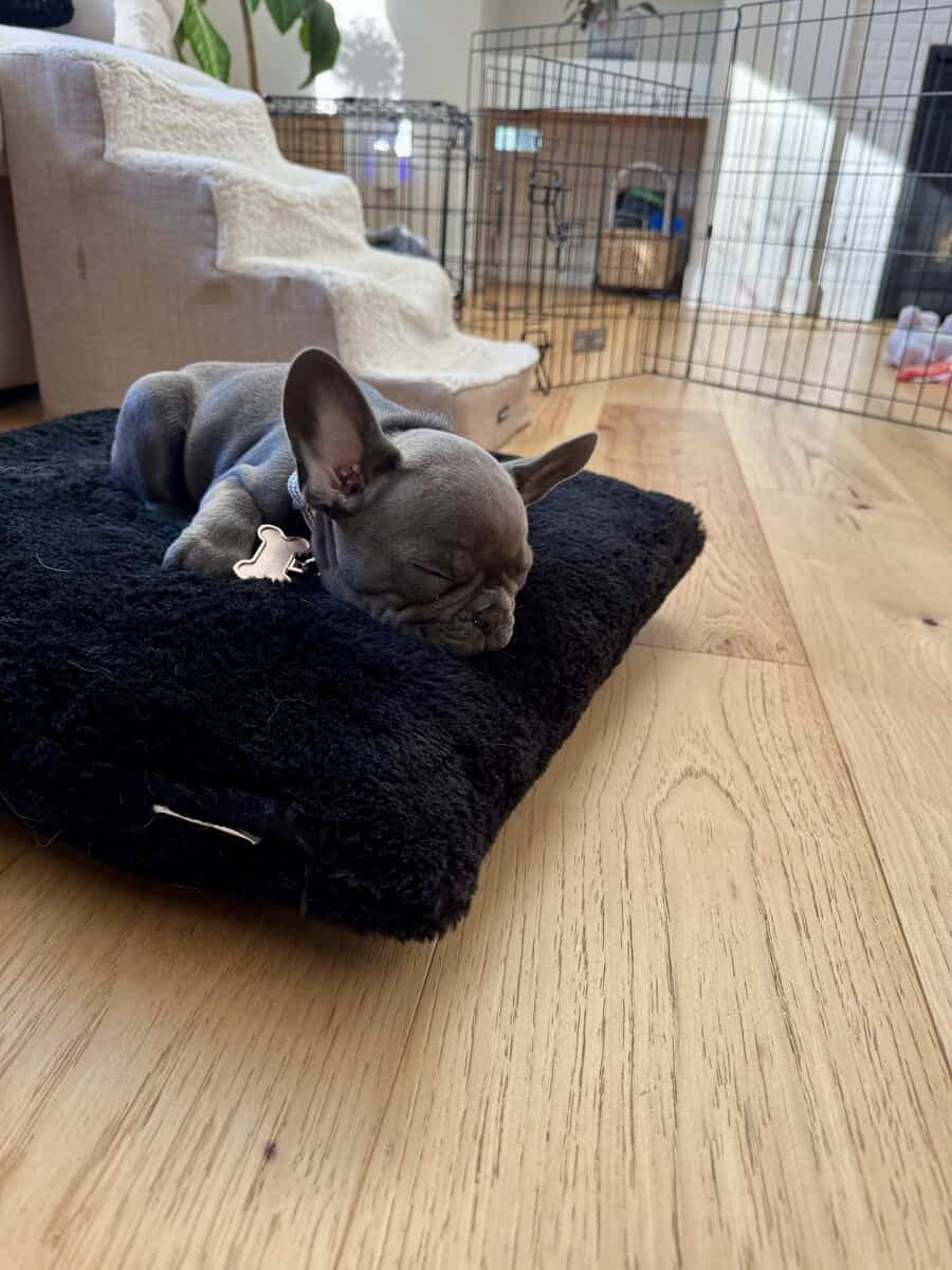 French Bulldog puppy image 2