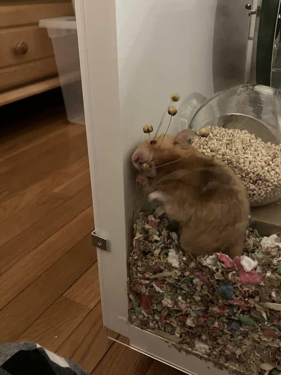 Female Syrian Hamster image 6