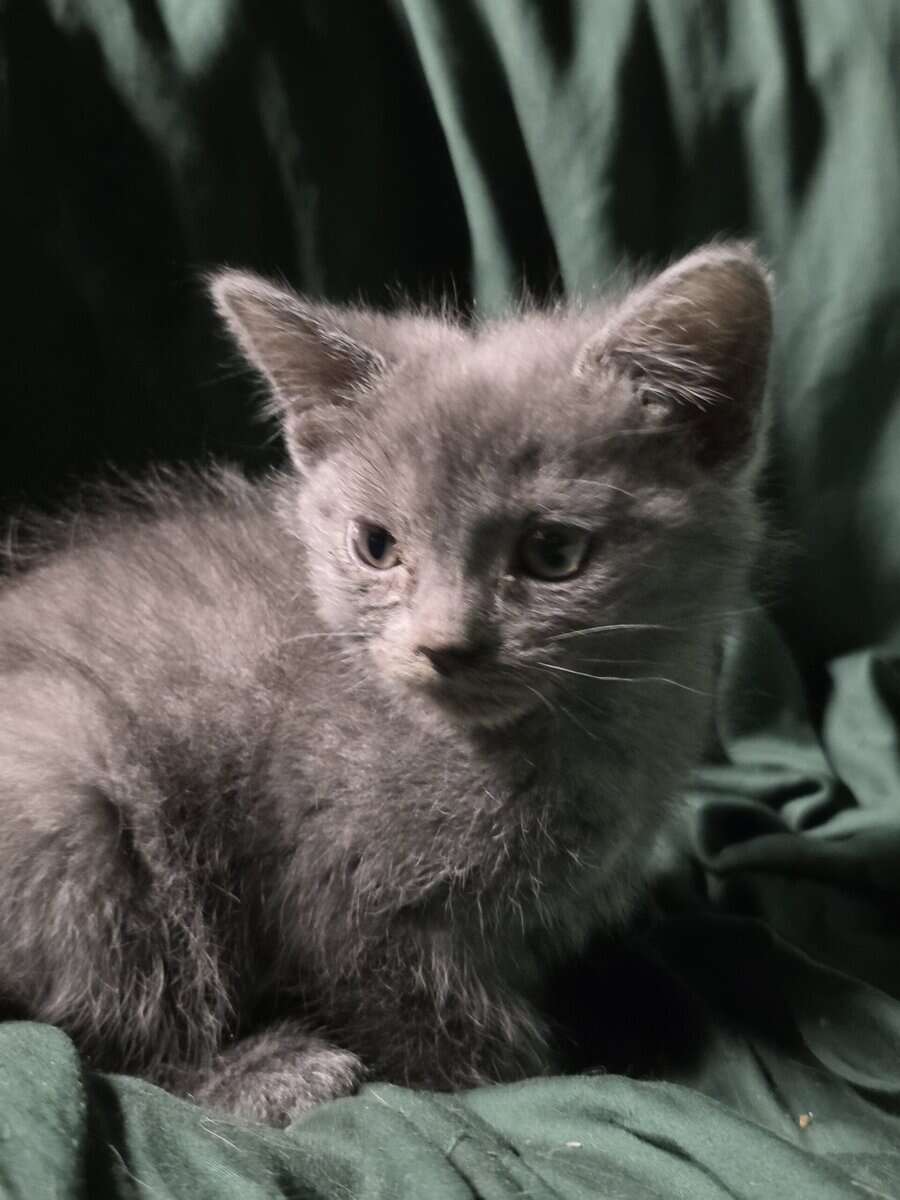 Kittens ready for new home image 3
