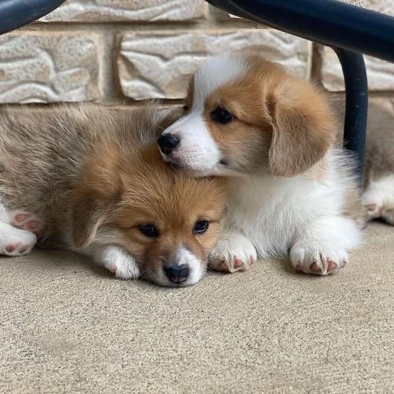 Corgi Puppies for Sale image 3
